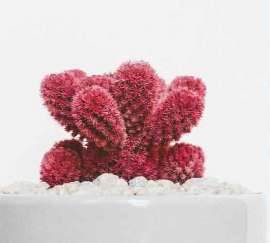 专业版功能的呼死他