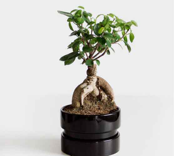 呼死你软件下载