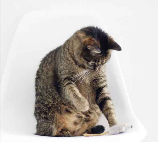 呼死你电话轰炸机